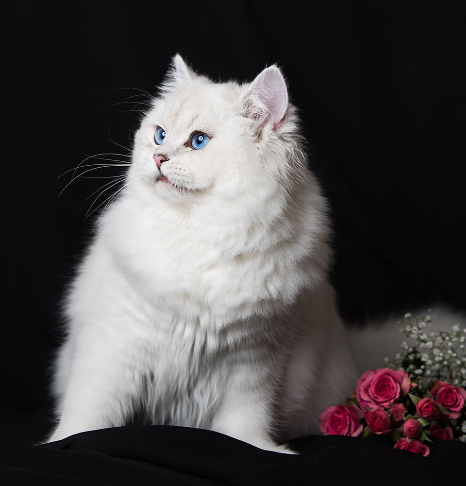 White long haired cat with hot sale blue eyes