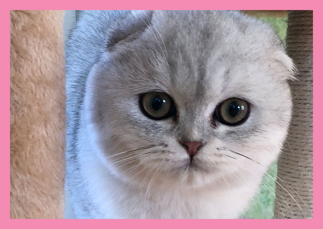 Scottish Fold Cats For Sale - Scottish Fold Cattery